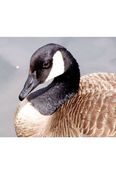 CANADA GEESE (FringeNYC)