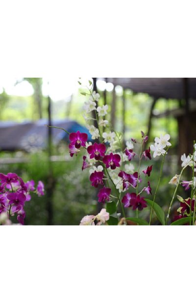 Wild Orchids/Rosary Hill