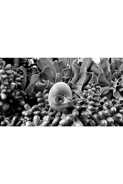 Near to the Wild Heart