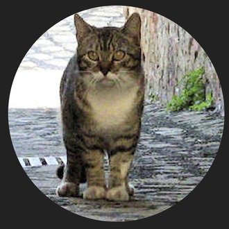 AlleyCatReviews